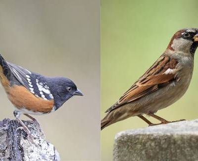 Explosiones-por-obras-del-muro-fronterizo-danan-el-cerro-Cuchuma-y-ponen-en-riesgo-su-avifauna-4