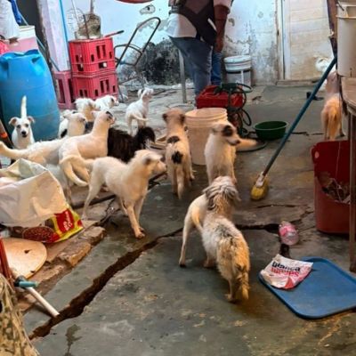 Rescatan-a-42-perros-en-Coatzacoalcos-tras-cateo-por-presunto-maltrato