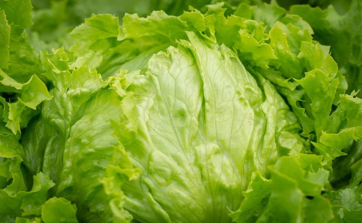 Cofepris-descarta-que-brotes-de-salmonela-y-ciclosporiasis-en-EU-provengan-de-productos-mexicanos