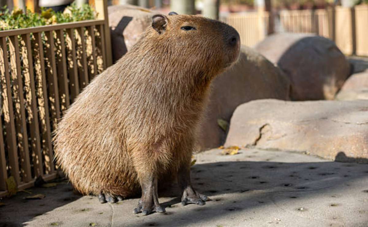 Denuncian-a-un-hombre-por-disparar-contra-capibaras-en-Nordelta-Argentina