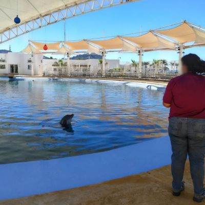 Profepa-solicita-necropsia-y-registros-tras-muerte-del-delfin-Moana-en-Sonora