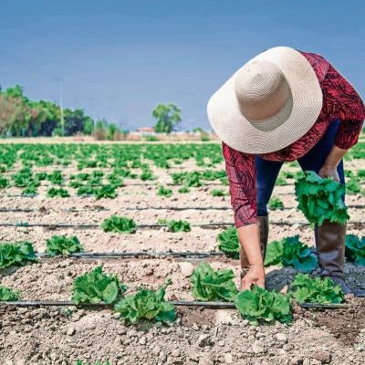 Taylor-Farms-suspendera-la-cosecha-de-lechuga-procedente-de-Mexico-durante-la-temporada-de-Cyclospora