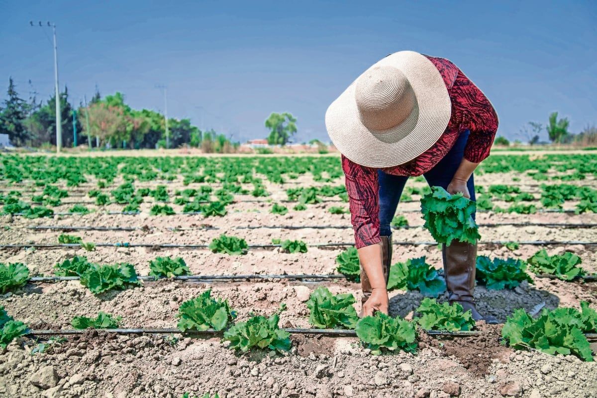Taylor-Farms-suspendera-la-cosecha-de-lechuga-procedente-de-Mexico-durante-la-temporada-de-Cyclospora