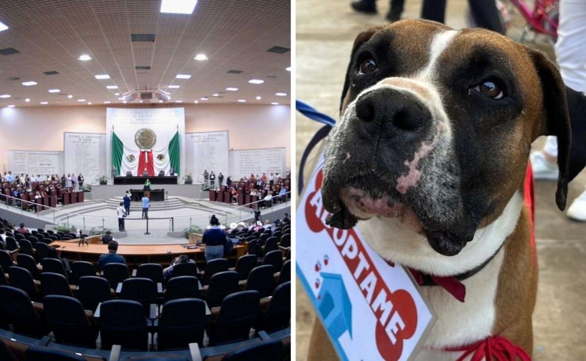 Veracruz-aprueba-agravante-por-envenenamiento-de-animales-en-casos-de-maltrato