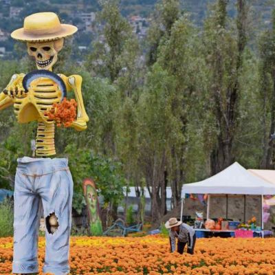 catrinas-monumentales-reciben-a-visitantes-entre-campos-de-cempasuchil-en-xochimilco