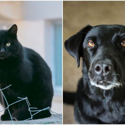 mascotas-negras-recomendaciones-para-protegerlas-durante-octubre-y-noviembre
